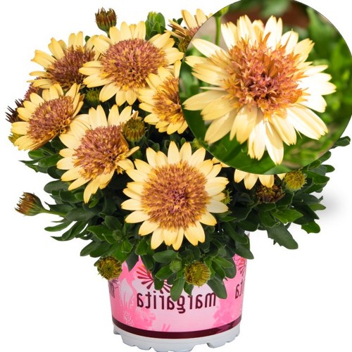 Osteospermum 'Margarita Double Yellow' - Kuldkakar 'Margarita Double Yellow' P9/0,55L